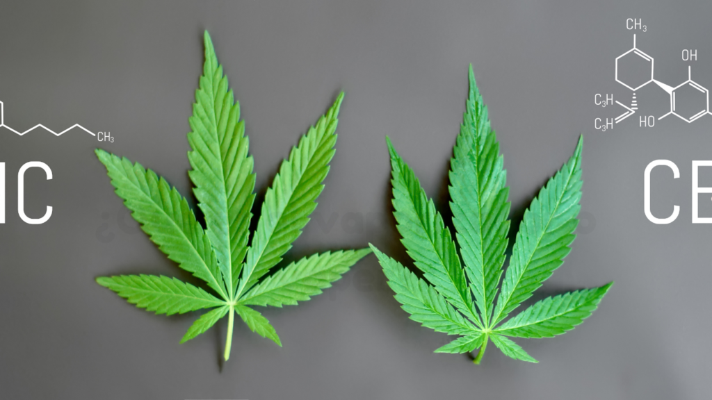 ¿Cuales-son-los-beneficios-de-la-flor-de-CBD-1